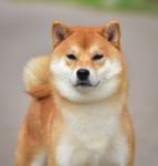 ������ �� ������� ���� ���