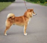 ������ �� ������� ���� ���