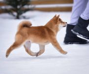 ������ �� ������� ���� ���